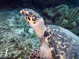 Hawksbill Sea TurtleIMG 7785